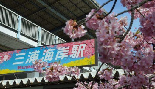 三浦海岸～河津桜